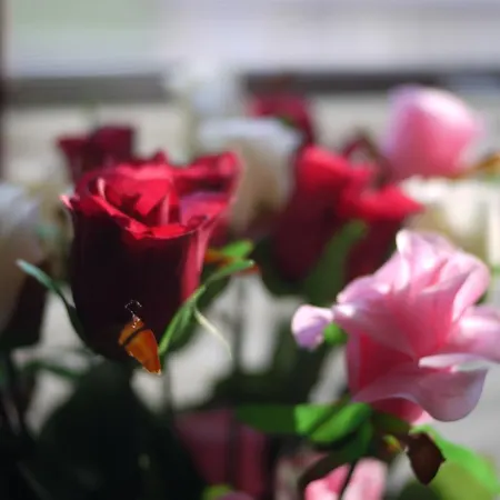 Dworek W Ploni 3* Płonia