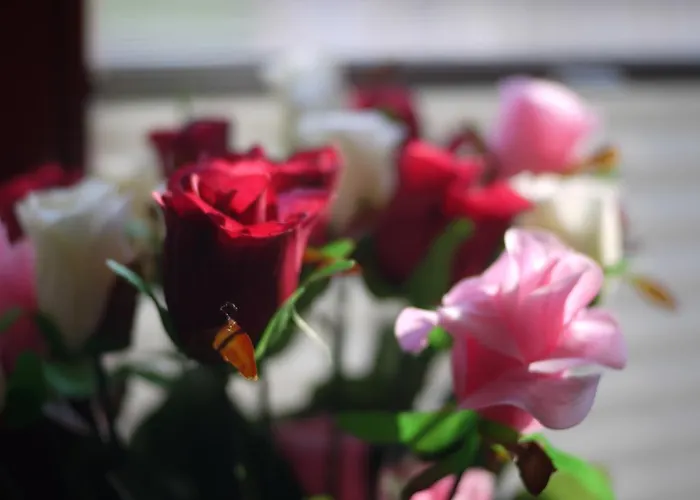 Dworek W Płoni 3* Płonia